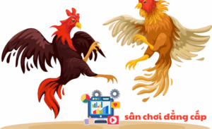 Đá gà Thomo Win55